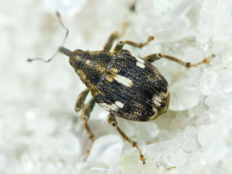 Datonychus arquata (Herbst, 1795)